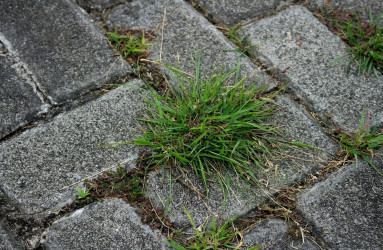 Трава между тротуарной плиткой
